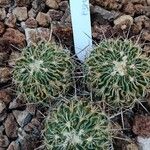 Stenocactus multicostatus Hoja