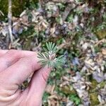 Dicentra canadensis Blatt