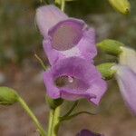 Digitalis thapsi 花