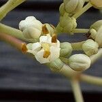 Tetradium daniellii Fleur