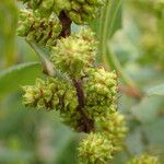 Myrica gale Frugt