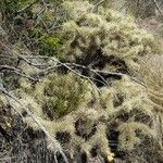 Cylindropuntia tunicata Хабит