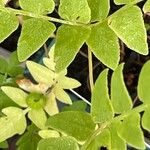 Osmunda regalis Leaf