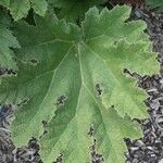 Gunnera tinctoria Лист