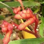 Anigozanthos flavidus Flower