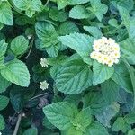 Lantana canescens 花