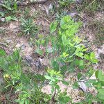 Baptisia bracteata Habit