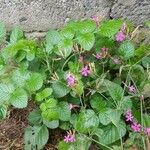 Rubus niveus برگ