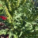 Rumex longifoliusFolha