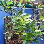 Syzygium buxifolium Blatt