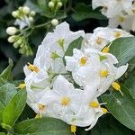 Solanum laxum Flower