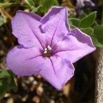 Ruellia parryi Flower