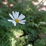 Tanacetum cinerariifolium Flor