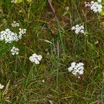 Oenanthe pimpinelloides Habit