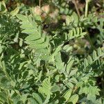 Astragalus cicer ഇല