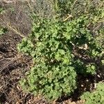 Lavatera arborea 整株植物