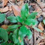 Myosotis latifolia Hoja