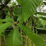 Quercus pontica Blatt