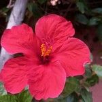 Hibiscus rosa-sinensisŽiedas