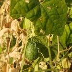 Melothria scabra Fruit
