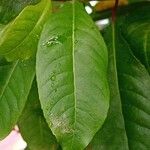 Fuchsia arborescens Hoja