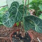 Anthurium clarinervium Yaprak