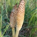 Equisetum telmateia Цвят