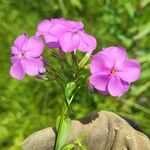 Phlox glaberrima ফুল