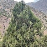 Juniperus thuriferaBlad