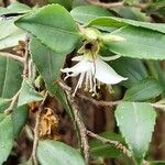 Camellia lutchuensis Flower