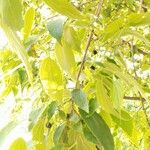 Celtis africana Fruto