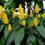 Pachystachys lutea ᱛᱟᱦᱮᱸ