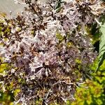 Syringa pubescens Blomma