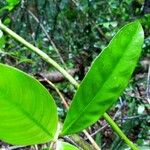 Psychotria platypoda 叶