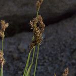 Carex microptera Fruto