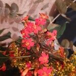 Euphorbia fulgens Blodyn