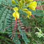 Caesalpinia gilliesii Flor