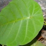 Peltastes isthmicus Hoja