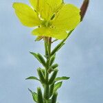 Oenothera biennis Flower