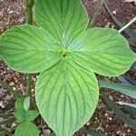 Spigelia splendens Leaf