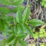 Fraxinus excelsior 葉