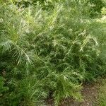 Salix rosmarinifolia Blatt