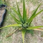 Aloe vera Folha