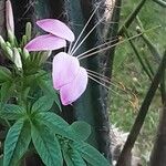 Cleome spinosa Flower