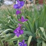 Delphinium exaltatum Квітка