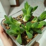 Haworthia cymbiformis Yaprak