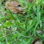 Triodanis perfoliata Hoja