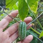 Melothria scabra Fruit