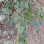 Capparis sepiaria Leaf