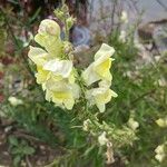 Antirrhinum braun-blanquetii 花